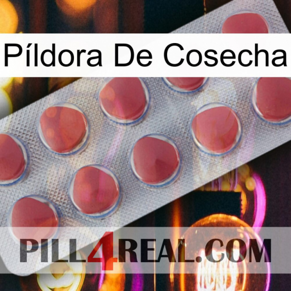 Píldora De Cosecha 18.jpg